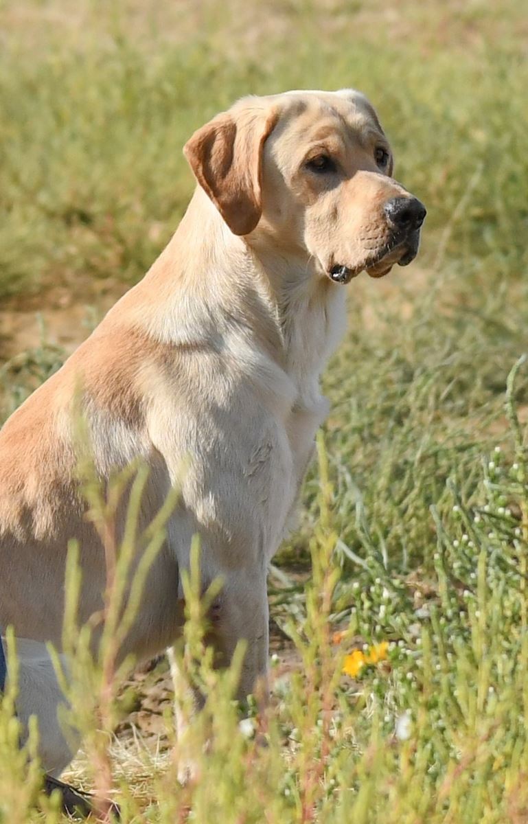 4xGMPR Bearpoints Dakota MH | Yellow Labrador Retriver