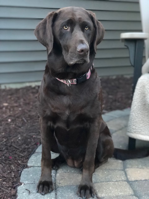 Stanius' Sweet Stella Grace | Chocolate Labrador Retriver