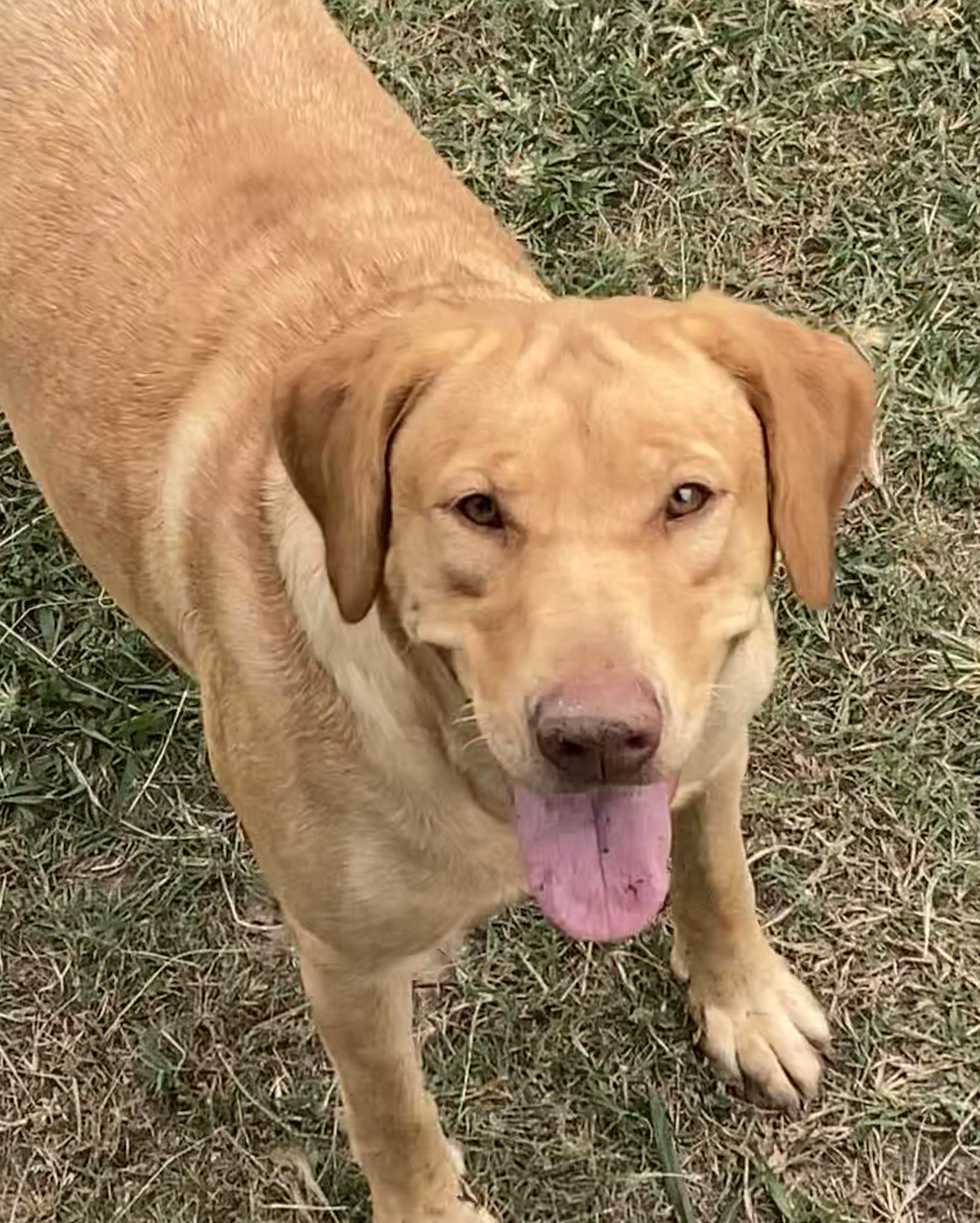 Queen Gracie Of Heath | Yellow Labrador Retriver