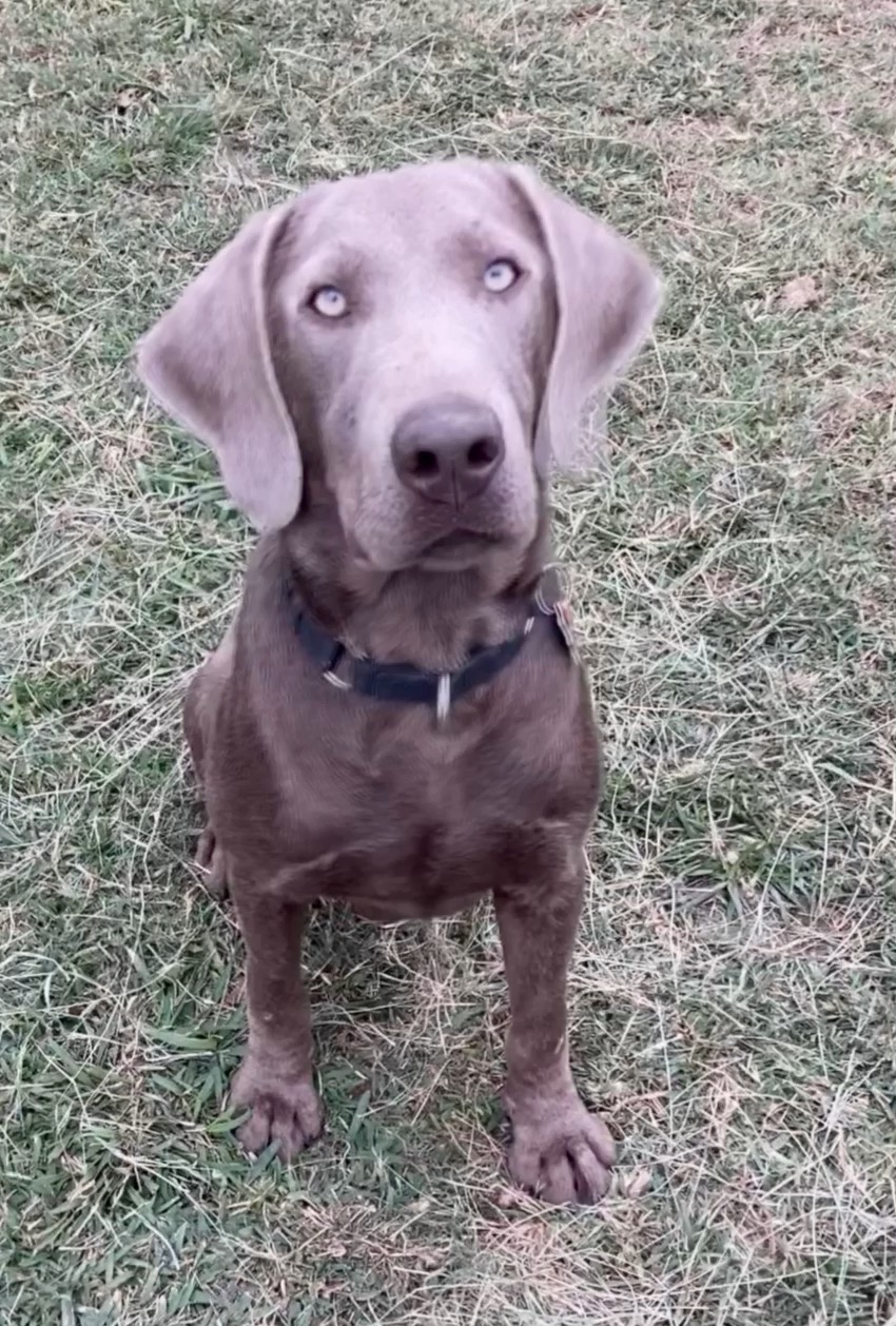 Lost In The Acheron | Chocolate Labrador Retriver