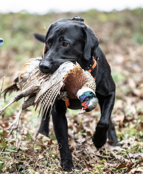 4xGMPR HRCH CGs Clean Burning Coal SH | Black Labrador Retriver