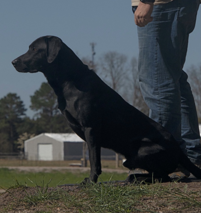 4xGMPR HRCH CGs Clean Burning Coal SH | Black Labrador Retriver