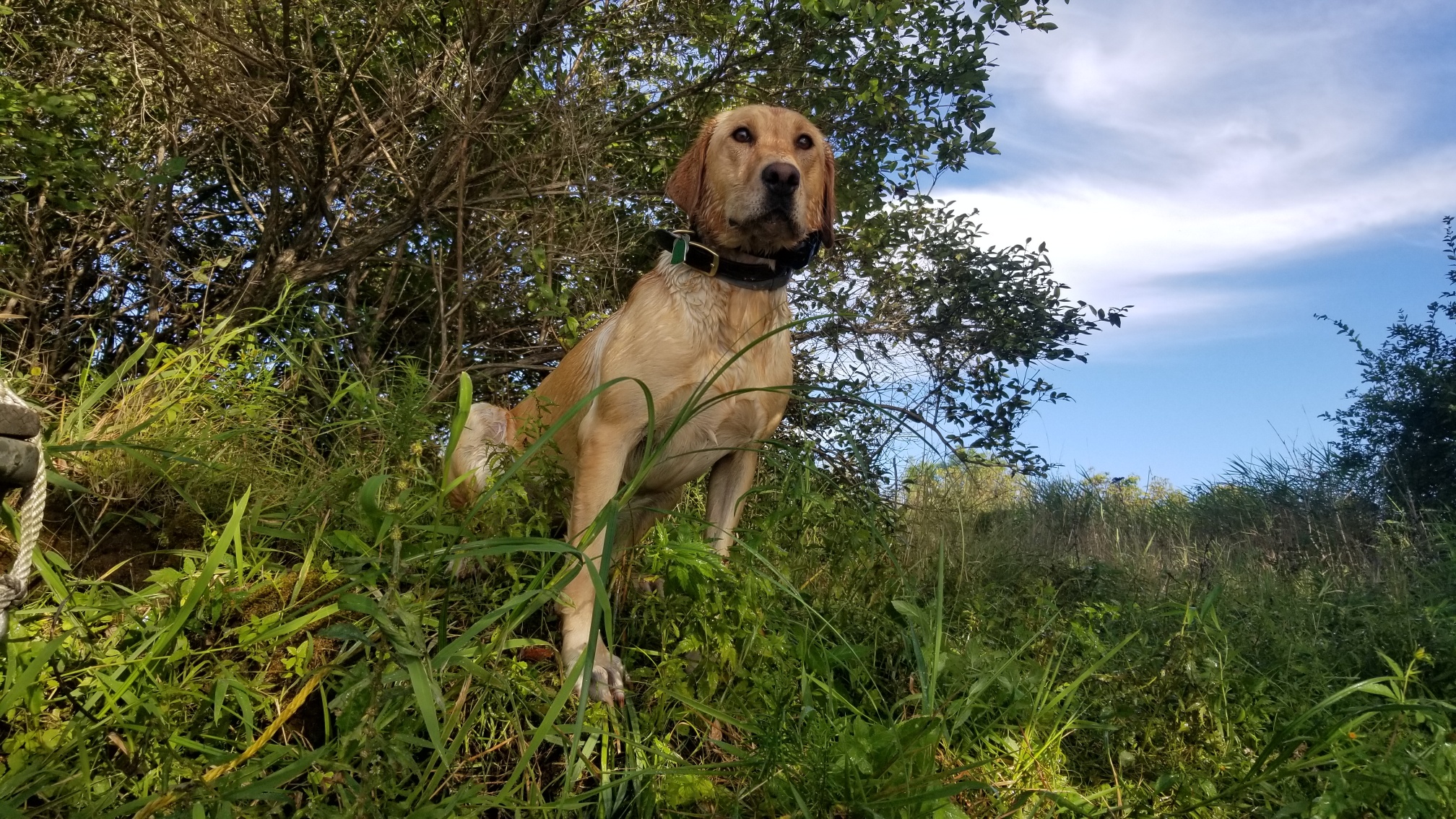 Rockriver Little Miss Sophia | Yellow Labrador Retriver