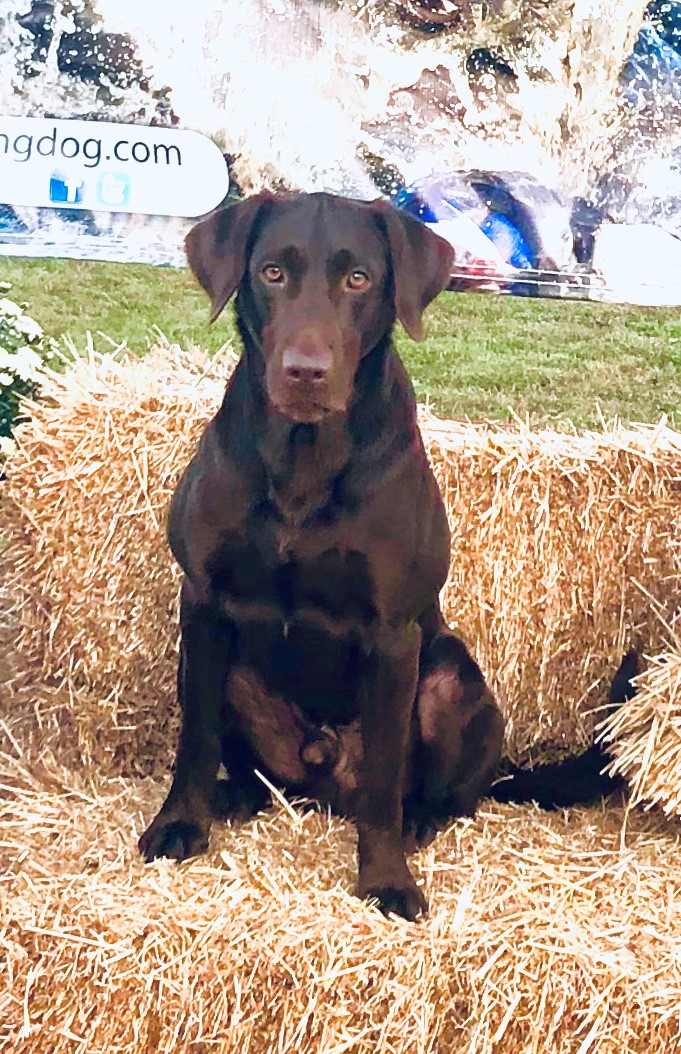 HRCH UH Birches Artemis Prime | Chocolate Labrador Retriver