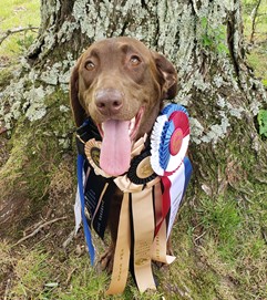 SHR Empire's Stardust Rogue | Chocolate Labrador Retriver