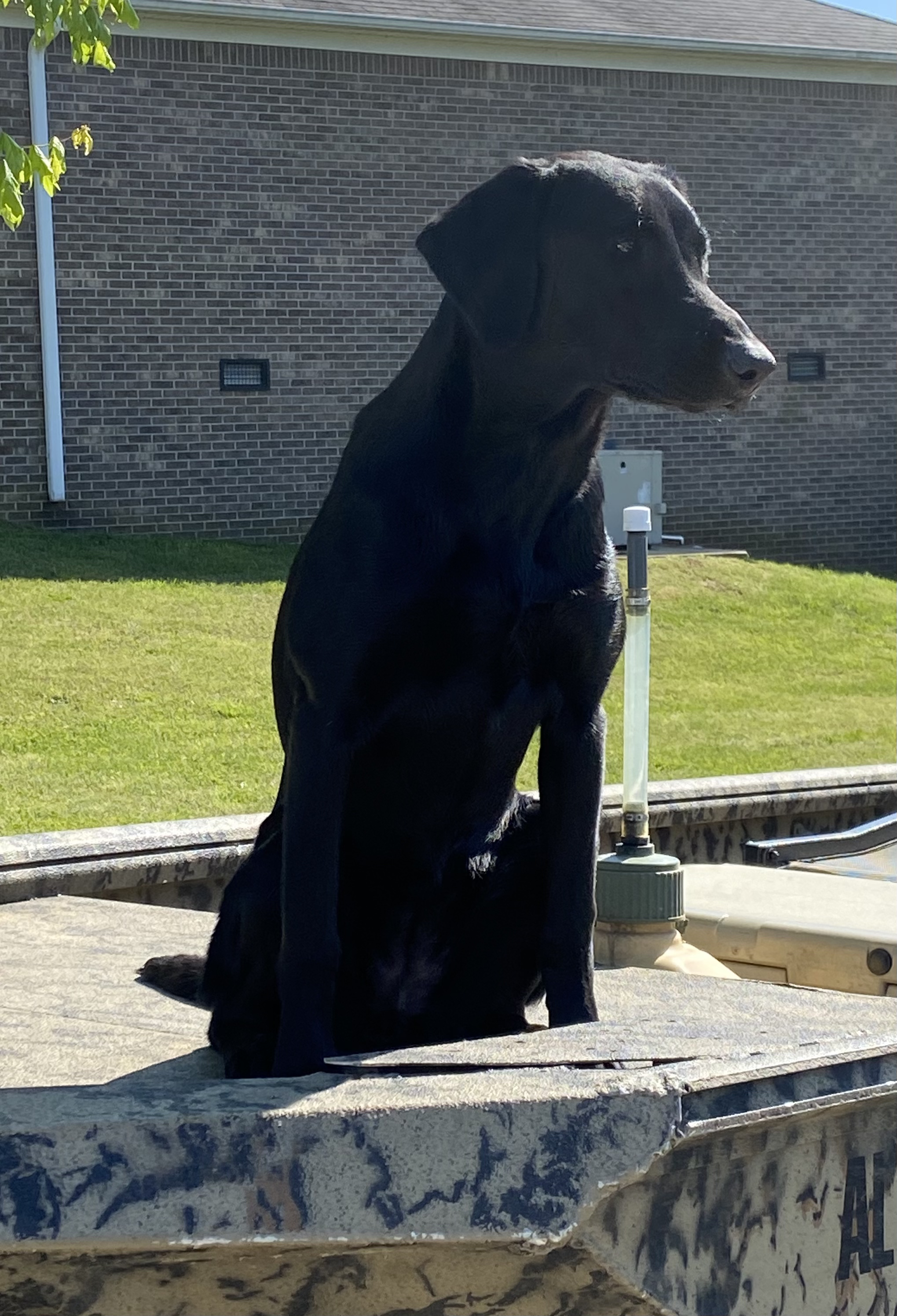 BSR Trouble By The Sea | Black Labrador Retriver