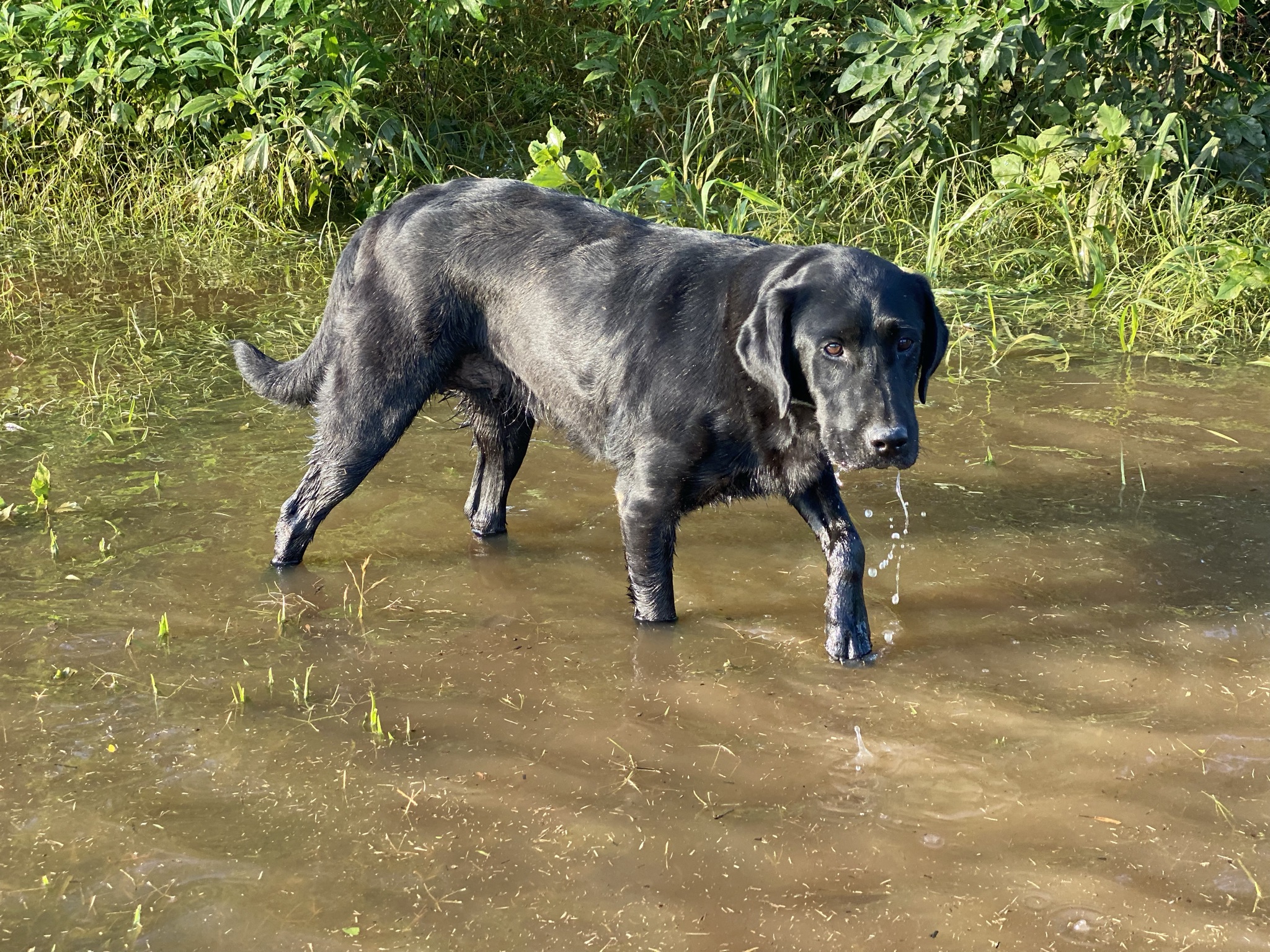 Black Bear’s Out Of The Woods | Black Labrador Retriver