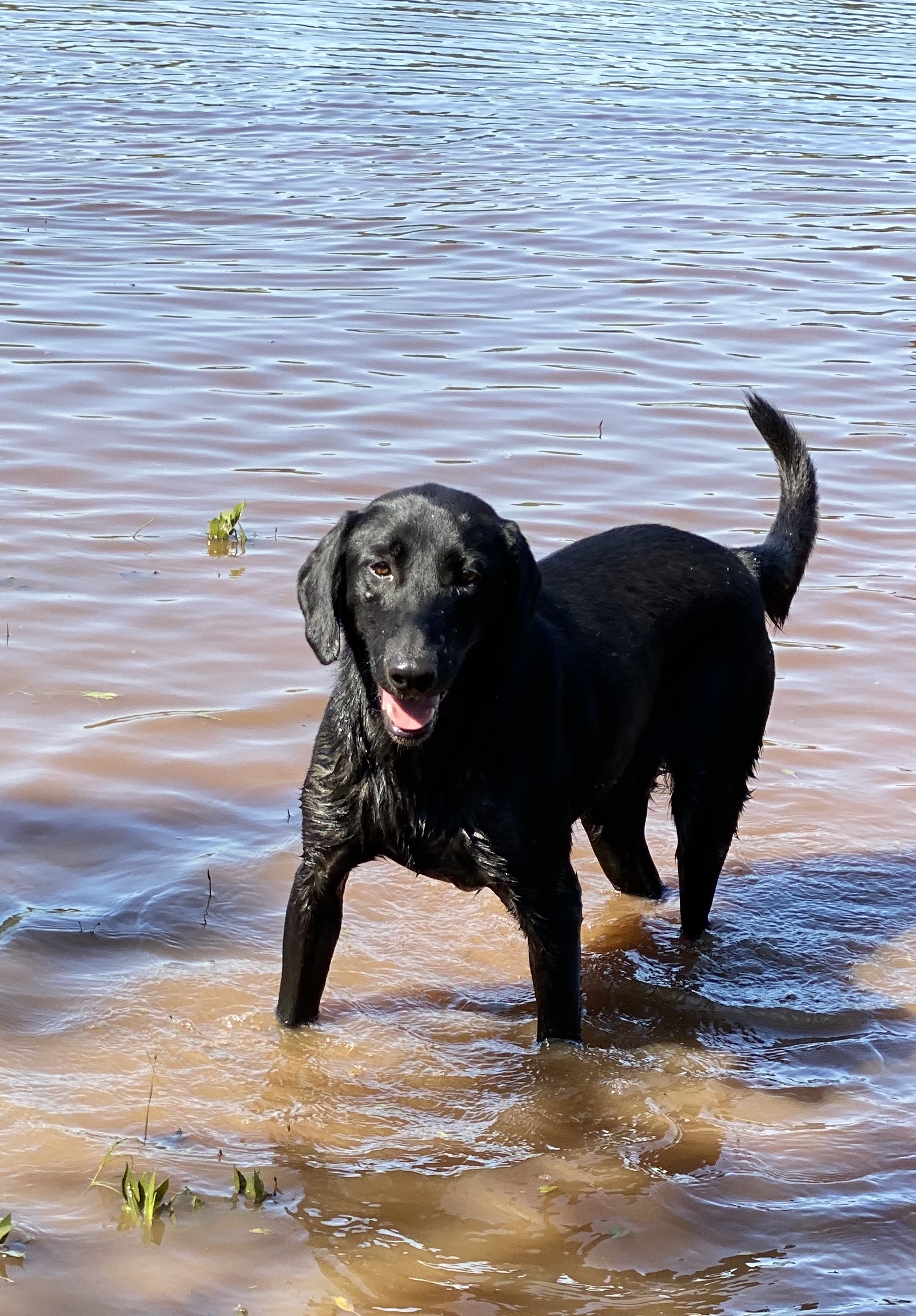 Black Diamonds Rainbow Stew | Black Labrador Retriver