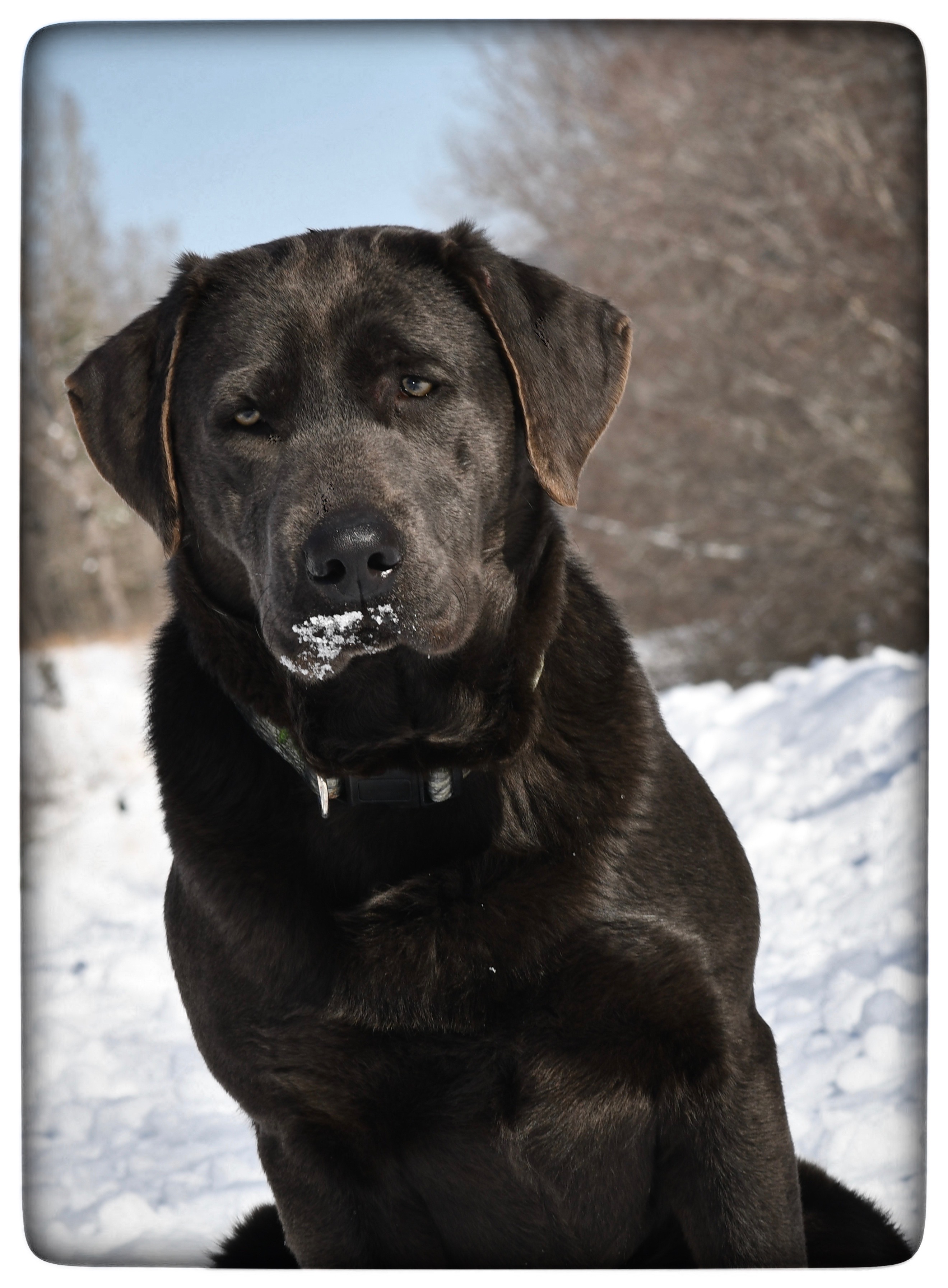 Arkansas Labs Smith And Wesson | Chocolate Labrador Retriver