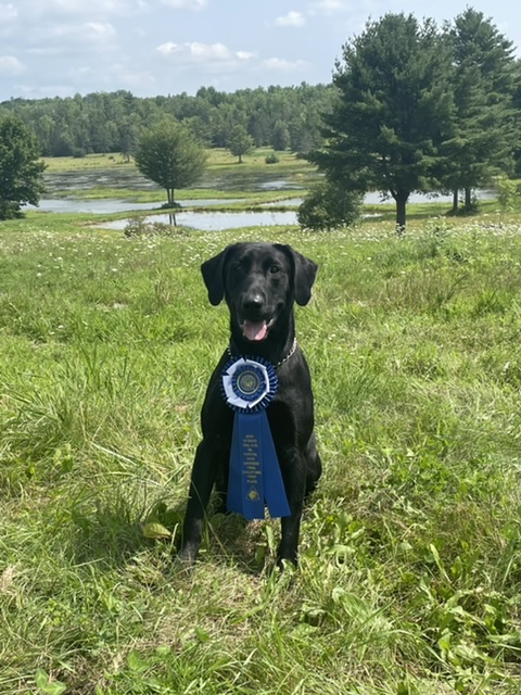 HRCH HMR’s East Bound & Down MH QAA NDL | Black Labrador Retriver