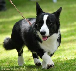 Hova Bonde's Ema Skye | Cardigan Welsh Corgi 