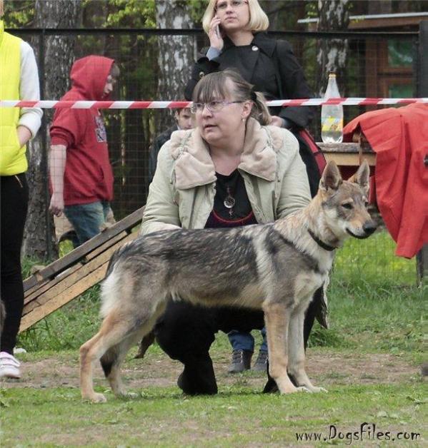 Epoha viktorii baltasar veilin | Czechoslovakian Wolfdog 