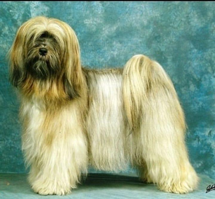 KIM KHAB OF NINA'S MI KYIM | Tibetan Terrier 