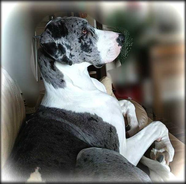 ATG's Masi Costa Sera | Great Dane 