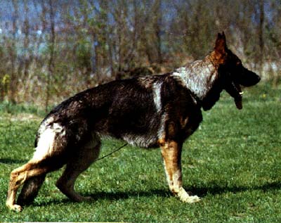 Lasso von der Taffingsmühle | German Shepherd Dog 