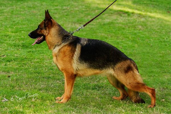 Hanna de wold garden | German Shepherd Dog 