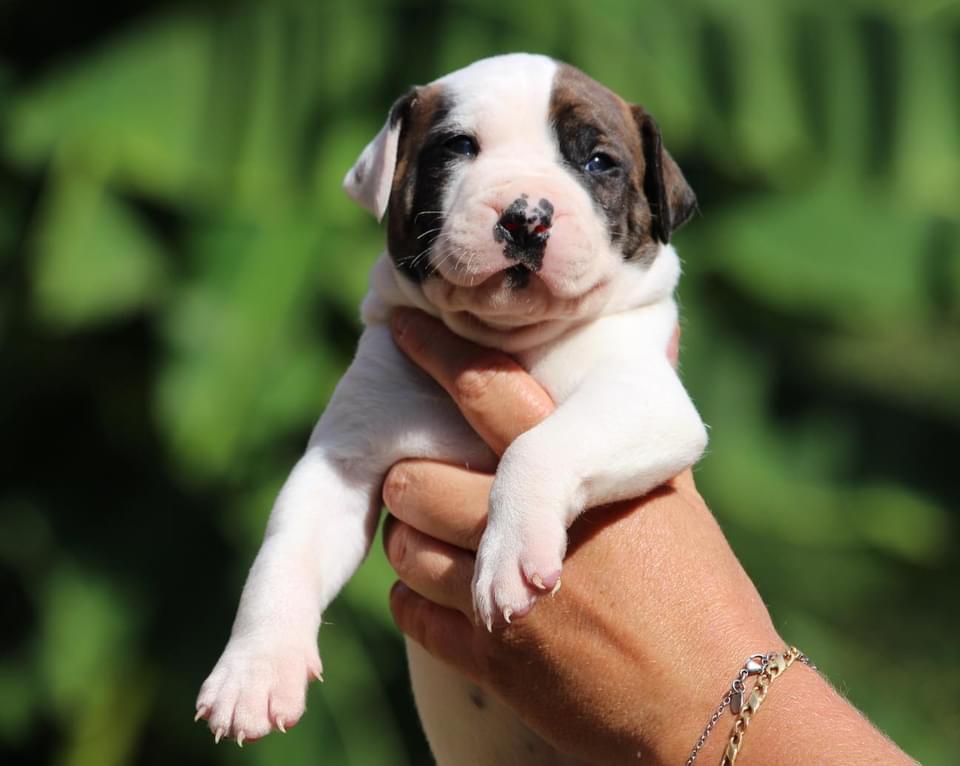 BURDIGALA's ICE BABY | American Bulldog 