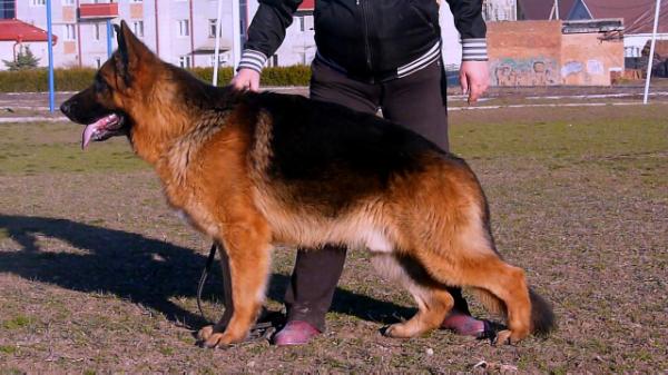 De Orse Mak Flai Garrincho | German Shepherd Dog 