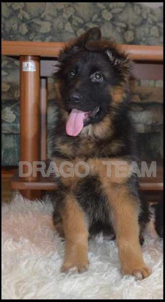 DALIA DRAGO TEAM SERBIA | German Shepherd Dog 