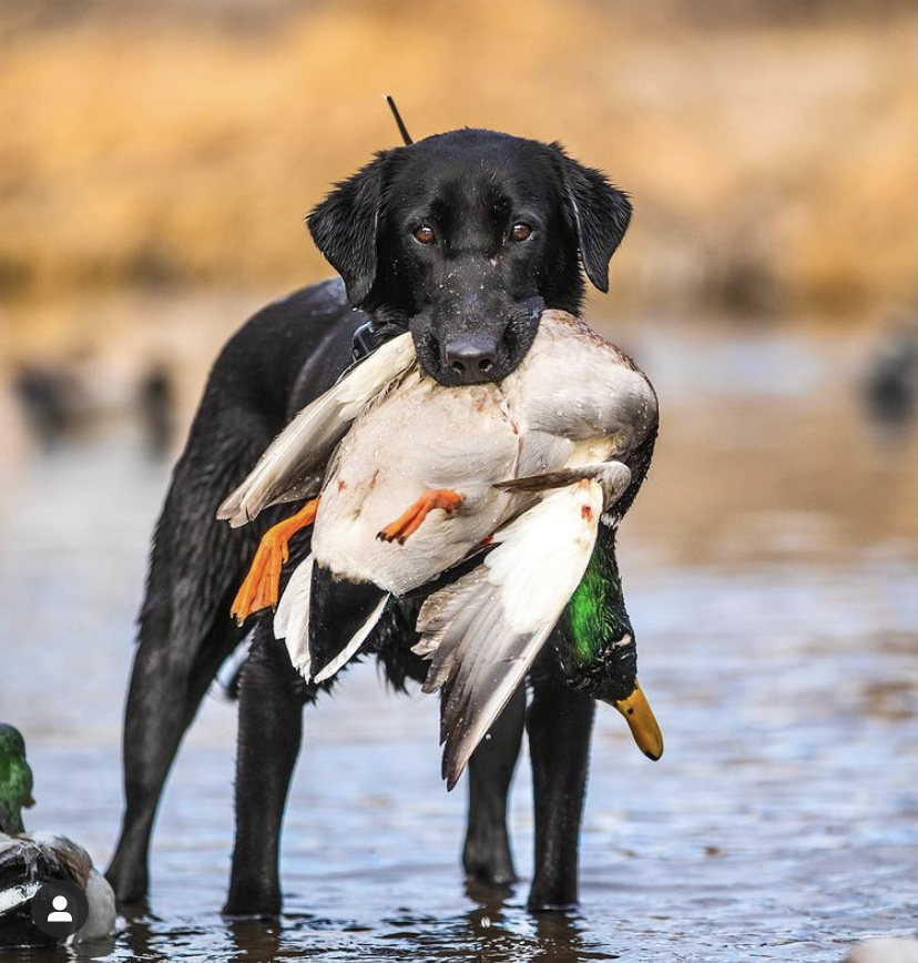 Coy XI | Black Labrador Retriver