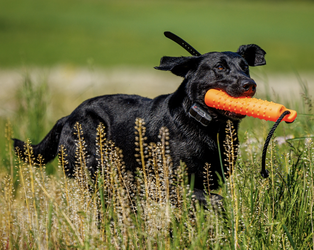 HRCH Compton’s All I Do Is Ball MH | Black Labrador Retriver