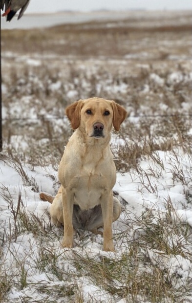 Marsh-Mutt's Uptown Abby MH | Yellow Labrador Retriver