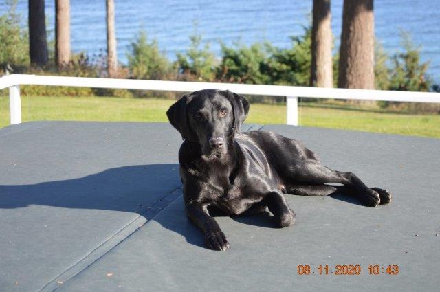 FTCH AFTCH Coolwater's Black Line | Black Labrador Retriver