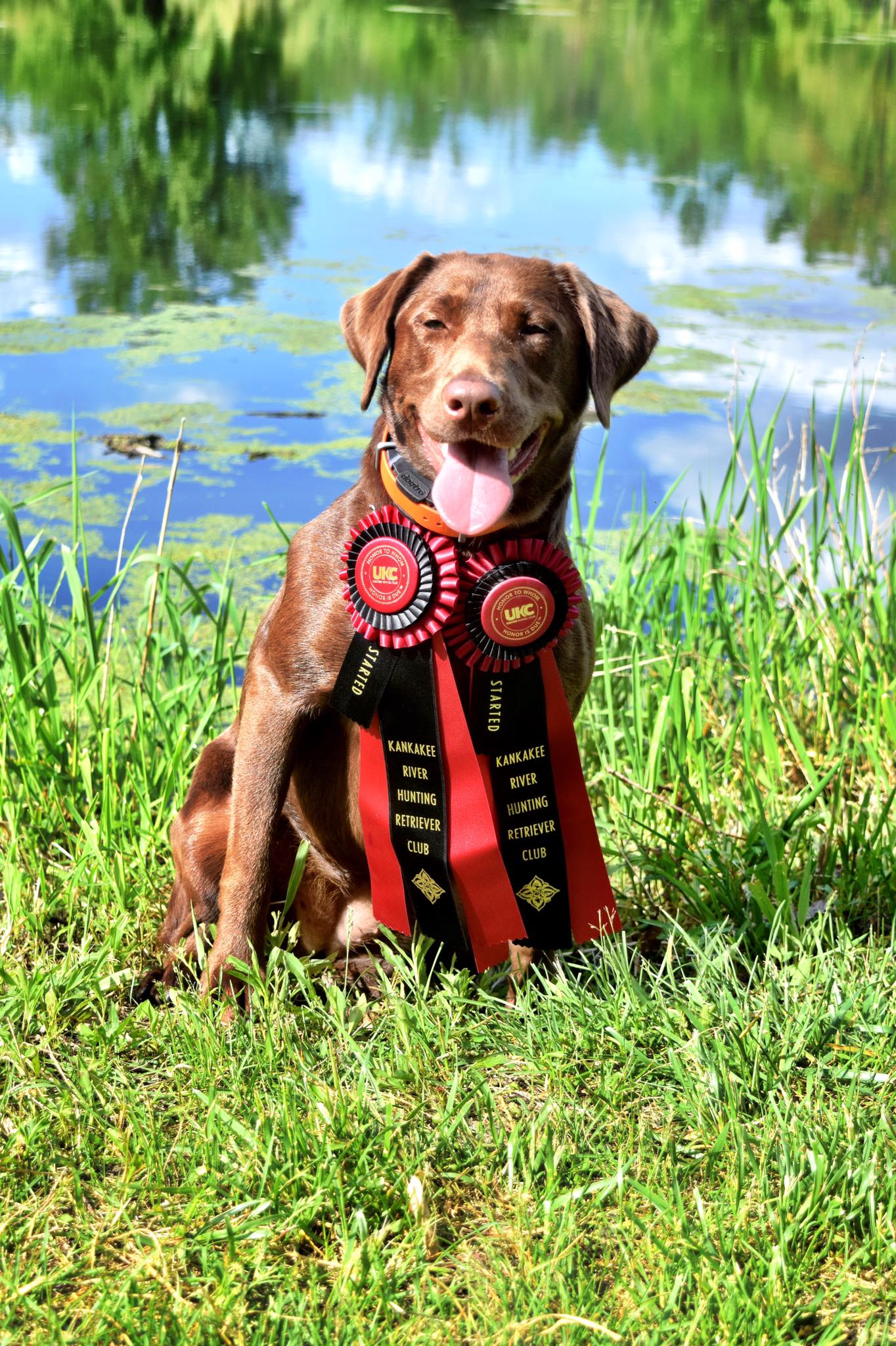 SHR Jynx Of Harness Creek, Joining Three-doves DS | Chocolate Labrador Retriver