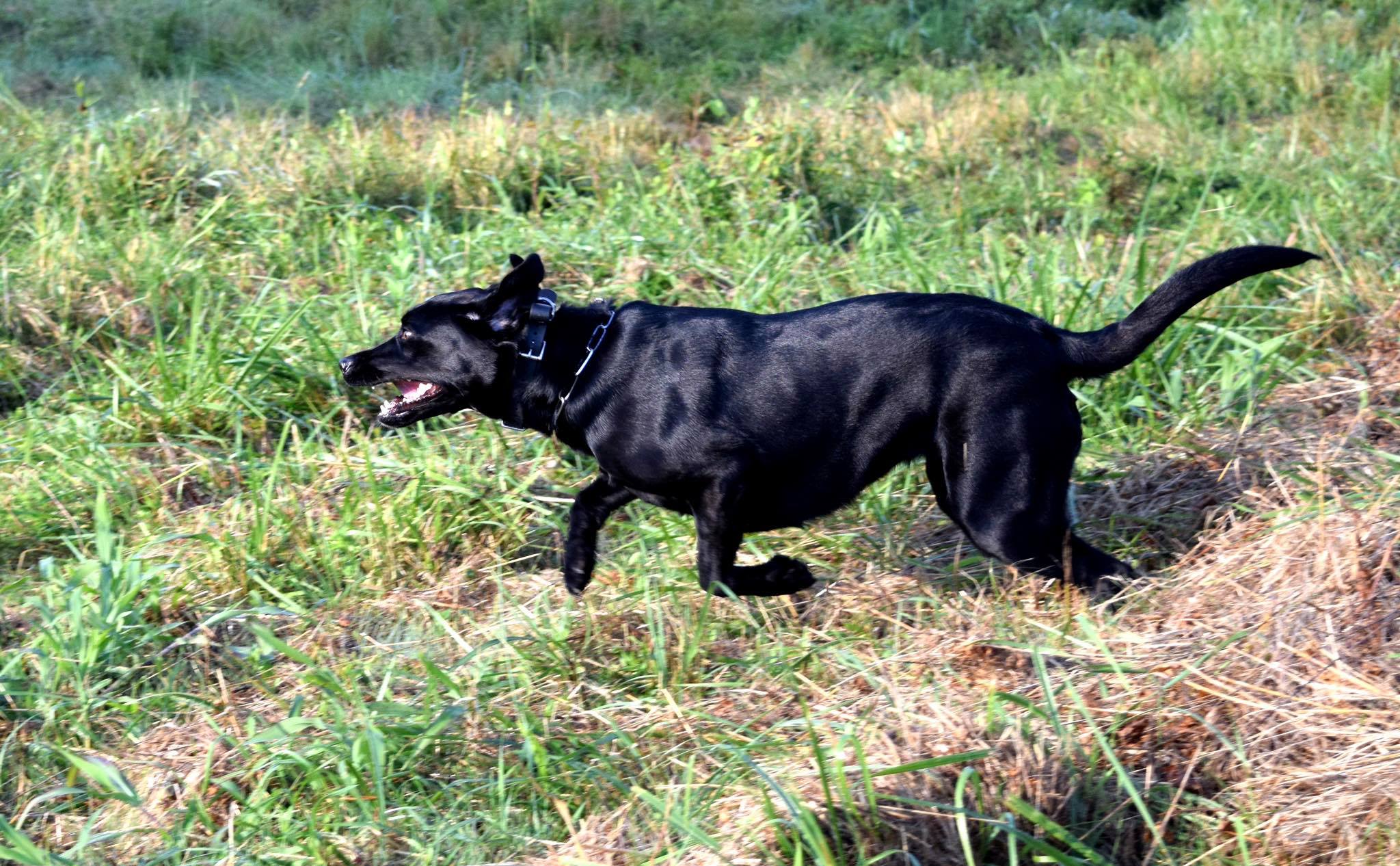 SHR Raven Of Tatanka Bluffs, Joining Three-doves TD, CGC,RN | Black Labrador Retriver