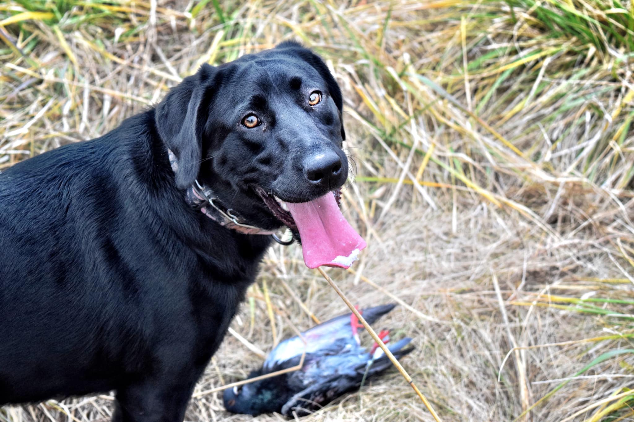 SHR Raven Of Tatanka Bluffs, Joining Three-doves TD, CGC,RN | Black Labrador Retriver