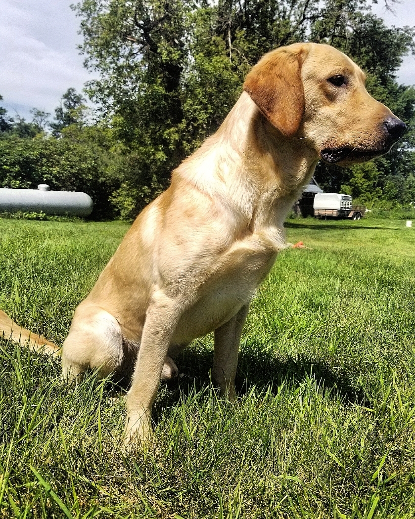 Tatanka Bluffs Almighty | Yellow Labrador Retriver