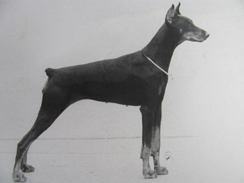 Gravin Quinda v. Neerlands Stam | Black Doberman Pinscher