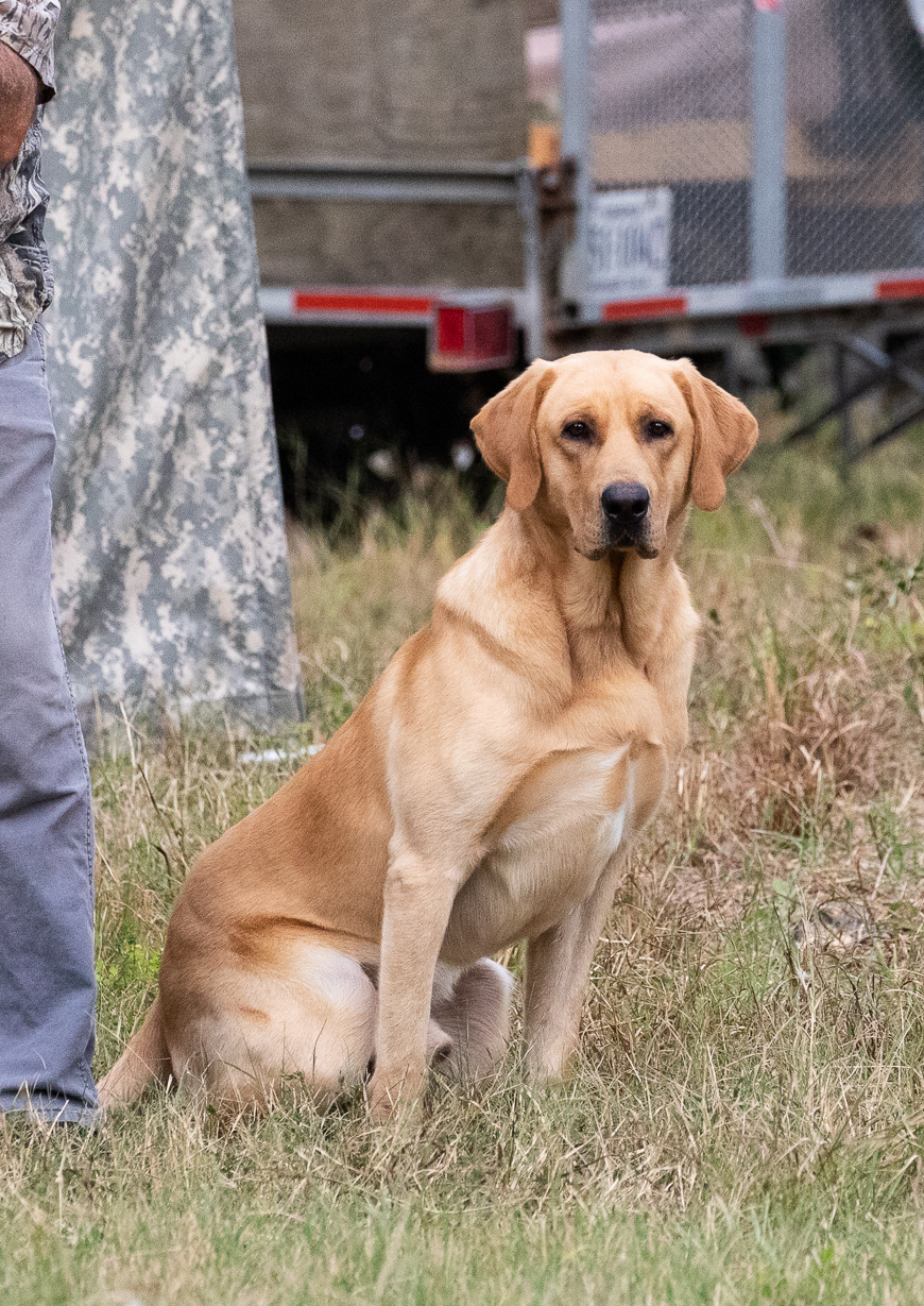 HR Amber Run Forged In Fire SH | Yellow Labrador Retriver