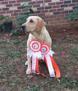 HR Amber Run Passion For Ducks SH | Yellow Labrador Retriver