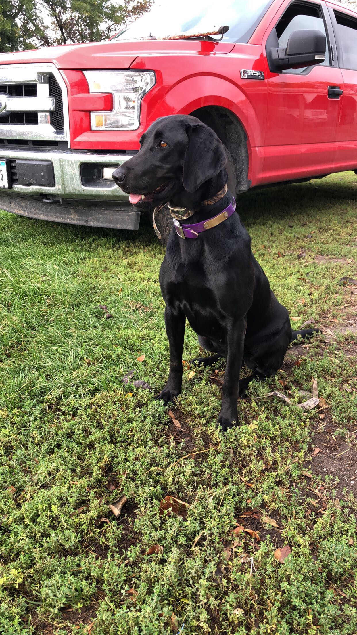 Bck's Shooter's Hunting Maci | Black Labrador Retriver