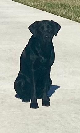 Kicking Wing's Good Stuff JH | Black Labrador Retriver