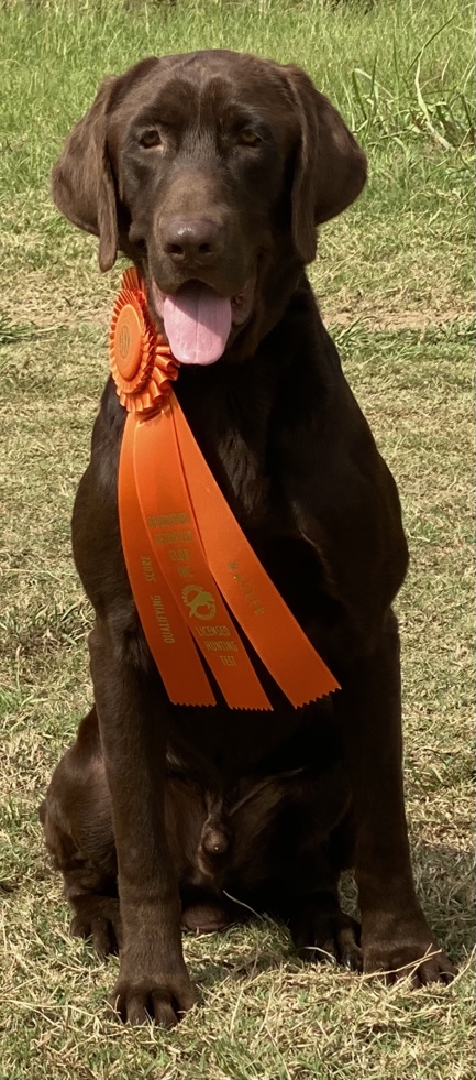 HRCH Hard’s The Pride Of Trinity Oxbow MH | Chocolate Labrador Retriver