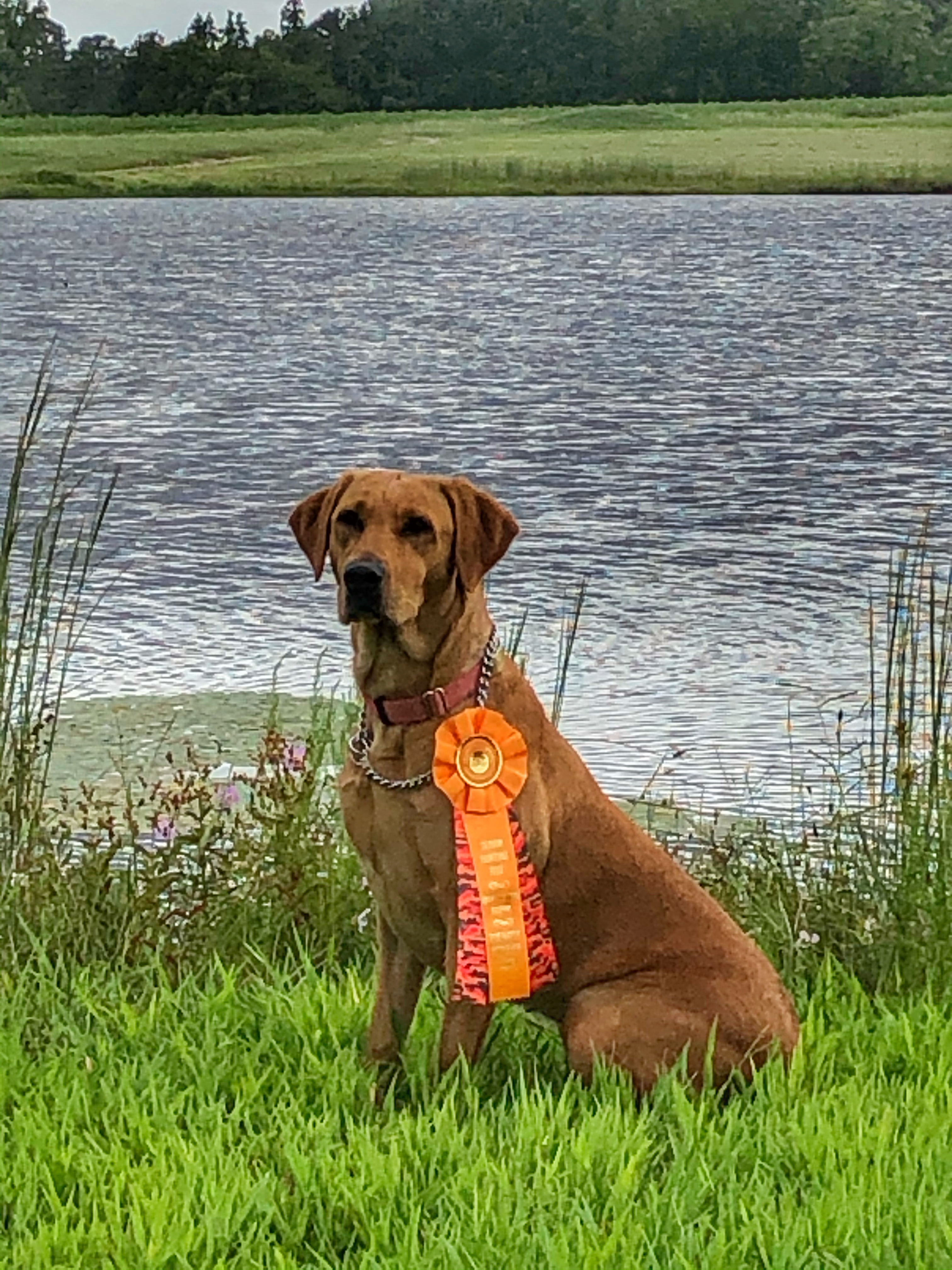 Shore Thing Labs Sweet Georgia Peach SH | Yellow Labrador Retriver