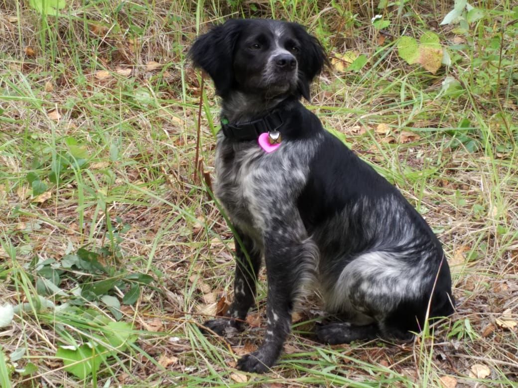 Zov Poley YAROSLAVNA | Brittany 