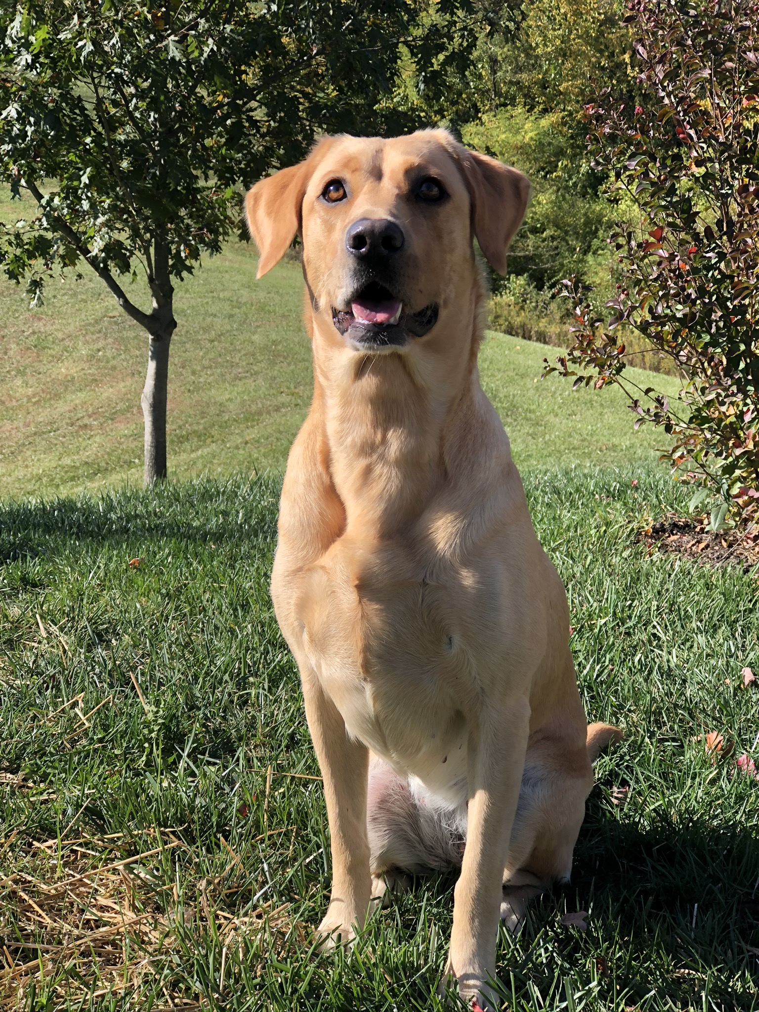 Locked ‘n’ Loaded’s Hallie Bear JH | Yellow Labrador Retriver