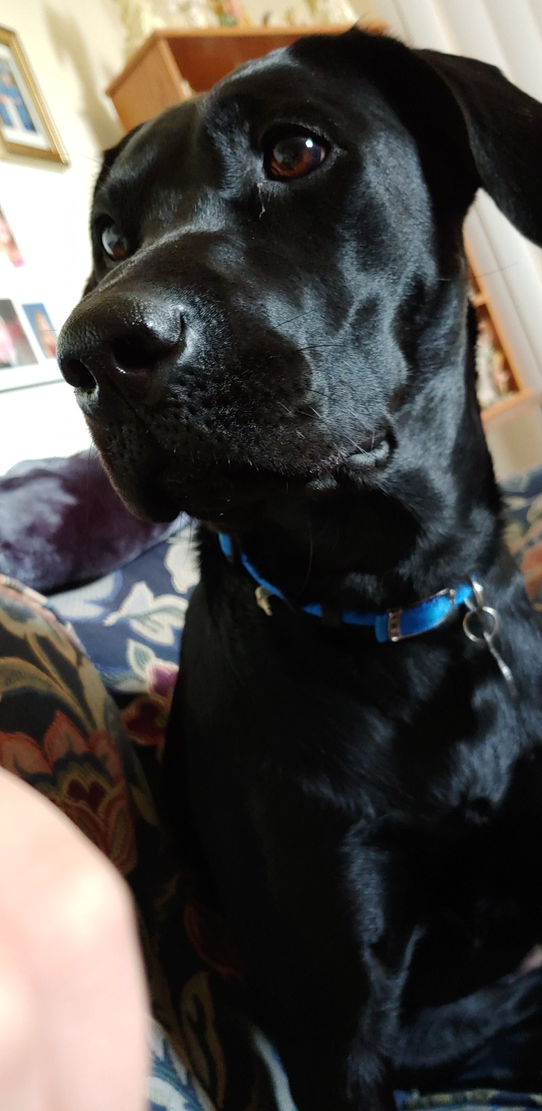 Zeda | Black Labrador Retriver