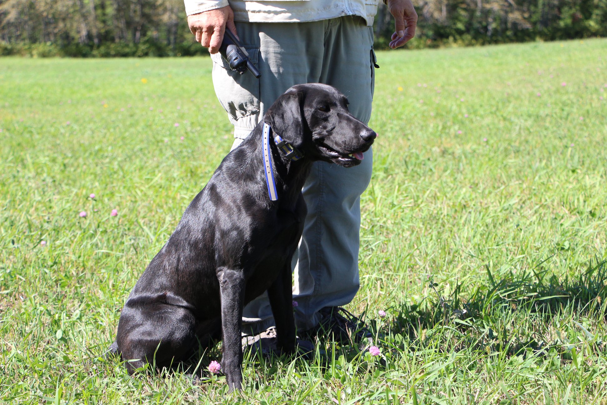 Olivia's Evil Mojo Jojo | Black Labrador Retriver