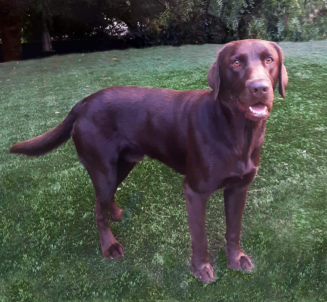 Tristans' Bear | Chocolate Labrador Retriver