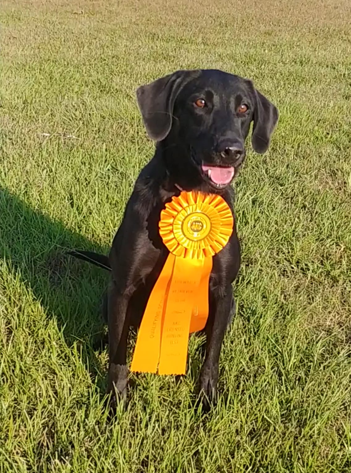 Gold Leaf’s First Light MH | Black Labrador Retriver