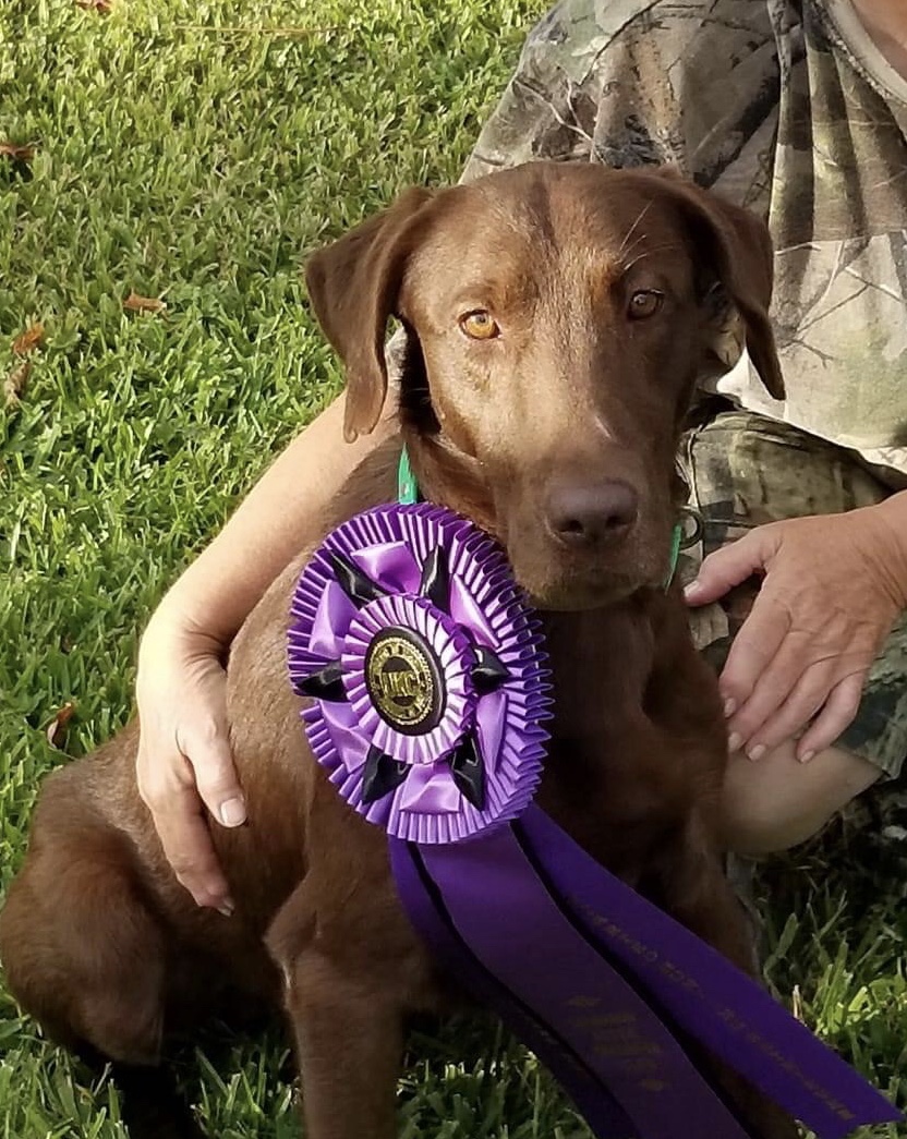 SHR Amwell's Royal Firefly | Chocolate Labrador Retriver