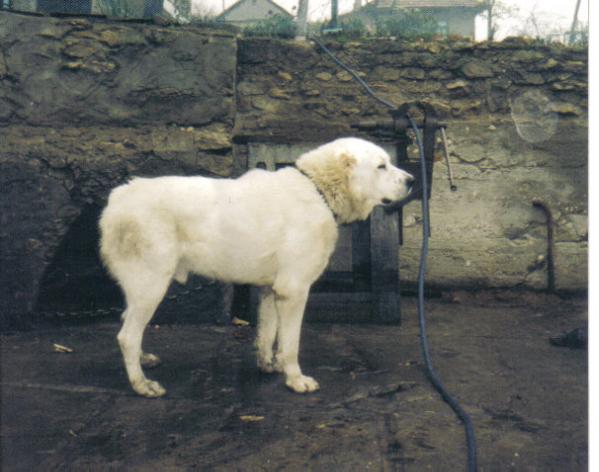 HAPUR | Central Asian Shepherd Dog 