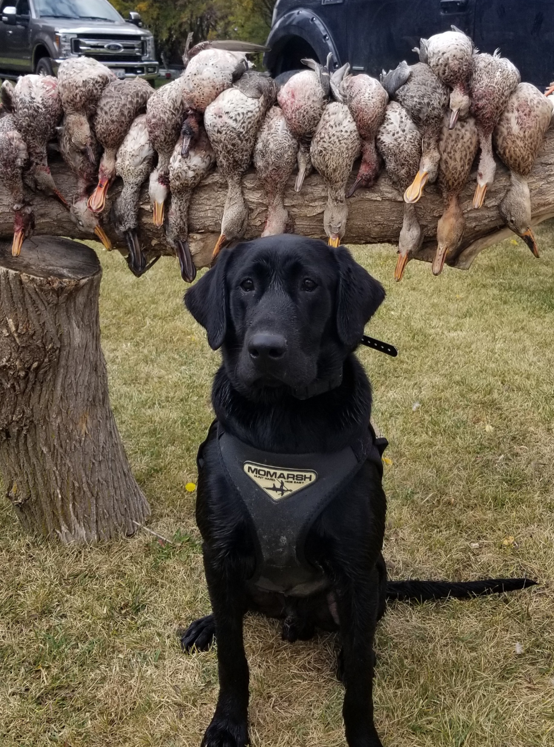 Logan Rivers You're My Boy SH | Black Labrador Retriver