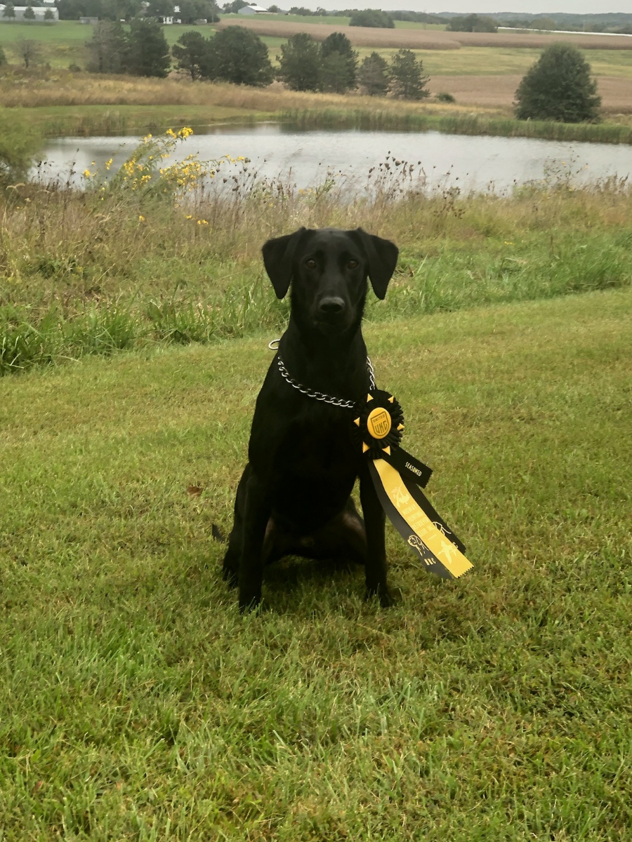 HR KC's Mighty MO River | Black Labrador Retriver