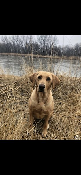 HRCH Flk's Loose Goose Magic Rebel | Yellow Labrador Retriver