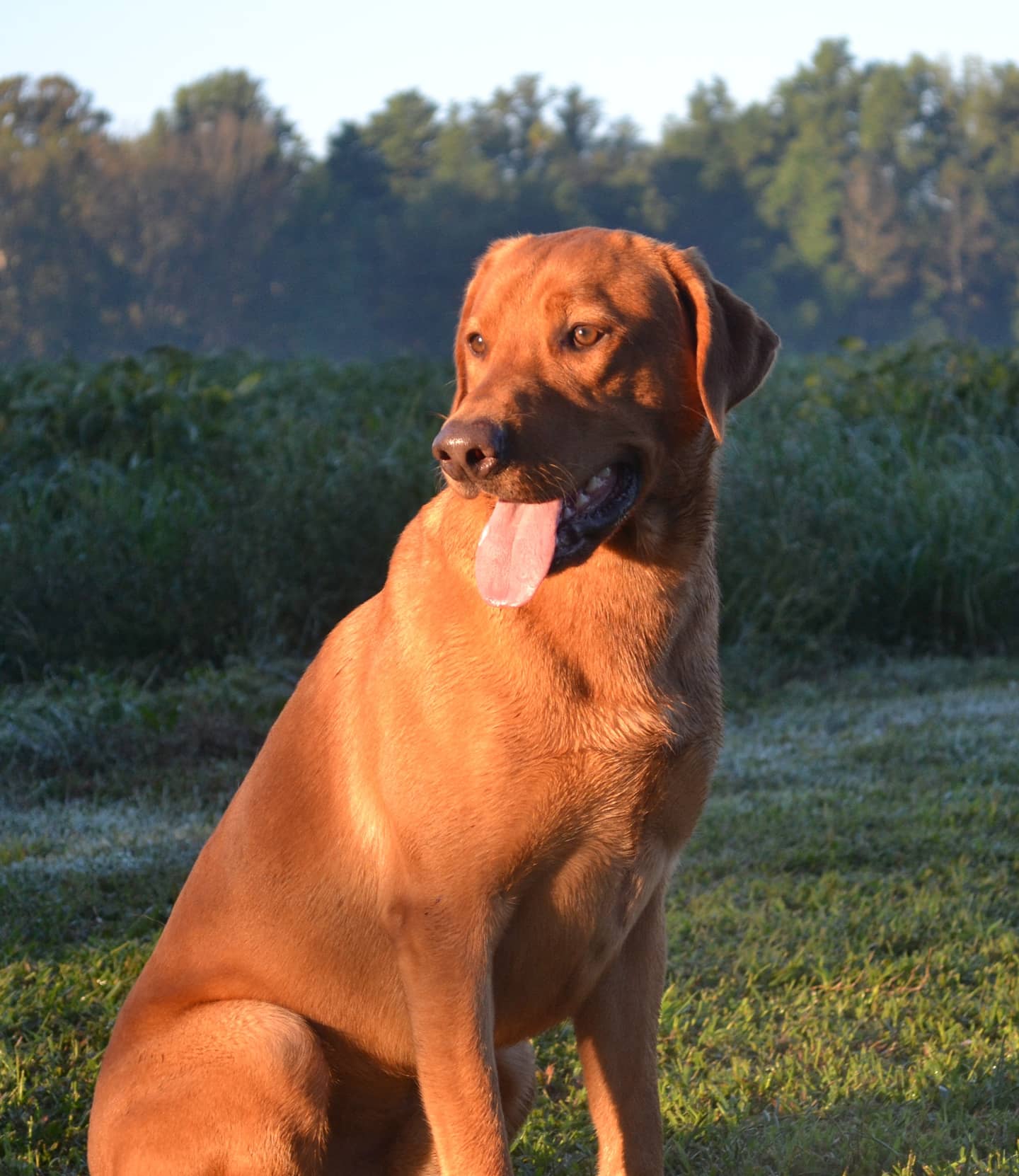 Broadwaters Lonesome Dove | Yellow Labrador Retriver